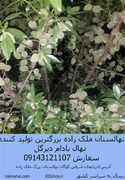 پربارترین و دیرگل ترین نهال بادام خوشه ای در ایران