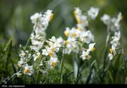 آغاز جشنواره معطر و شاد گل نرگس در جویبارِ مازندران