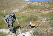 شناسایی ۵۰ متخلف شکار و صید در خواف، از ابتدای سال جاری