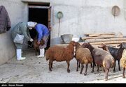 مشاهدۀ بیماری تب برفکی در لرستان