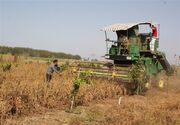 سویاکاران گلستانی گرفتار مطالبات شدند/ وعده ۷۲ ساعته پرداخت!