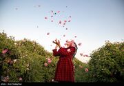 سفر به قلب مزارع معطر ساری؛ وقتی دودانگه بوی بهشت می‌گیرد