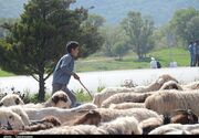 عشایر کهگیلویه و بویراحمد در سایه گرانی علوفه، دام‌هایشان را به اجبار می‌فروشند