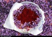 نام تجاری زعفران خراسان رضوی ثبت جهانی میشود/صادرات 214 تن زعفران به 71 کشور دنیا
