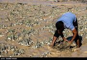 خسارت 4.5 همتی سیل به کشاورزی جنوب کرمان‌