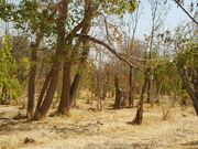 کاشت 25 هزار اصله درخت در بوستان جنگلی چیتگر