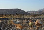 بیش از هزار مگاوات نیروگاه خورشیدی در دست احداث در استان کرمان