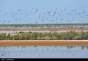 احیای 5000 هکتار از مساحت 3 تالاب مهم خوزستان