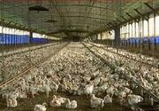 38 هزار تن گوشت مرغ در استان بوشهر تولید شده است