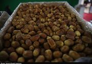 توزیع خرما به قیمت مصوب در گلستان از هفته آینده