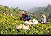 نفس چایکاران شمالی به شماره افتاد؛ چای وارداتی در بازار می‌تازد!