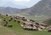 مراتع نفس کم آورده‌اند؛ تخریب سرمایه سبز با چرای بی‌ضابطه‌ دام‌ها
