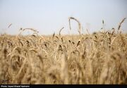 دلالان در کمین گندم طلایی گلستان