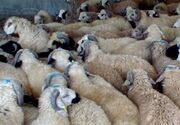 ورود 15 هزار رأس دام به سیستان و بلوچستان برای عید قربان