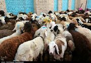 آغاز پویش نذر قربانی کمیته امداد در خوزستان