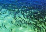 رهاسازی بچه‌ماهی در سواحل کنگان برای تقویت ذخایر آبزیان خلیج‌فارس