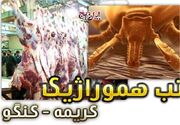 ببینید|تب کریمه کنگو چیست؟/ازراه‌های پیشگیری تا اثربخشی 80 درصدی درمان