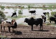چرای بی‌رویه در زیستگاه‌های تالاب هامون؛ ورود دام ممنوع!