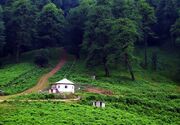 آغاز کوچ بهاره دامداران لفور به ییلاقات سوادکوه شمالی