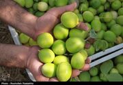 طلای سبز بندرعباس راهی بازار شد/ برداشت 5500 تن لیموی ممتاز