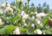 تولید گلاب‌ مرغوب‌تر از قمصر کاشان در شمال با گل‌محمدی سفید