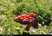 کشت مشارکتی 382 هکتار گوجه‌فرنگی در اراضی آستان قدس رضوی