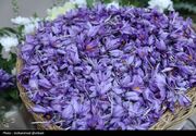معامله 120 میلیارد تومان گواهی زعفران در بورس کالا