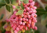 ارتقای کیفیت محصول 10 هزار هکتار باغ پسته ابرکوه ‌
