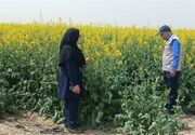 تولید کلزا در بیله‌سوار در مسیر خودکفایی روغن