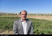 برداشت 3.5 تن گل محمدی از مزارع ‌زنجان
