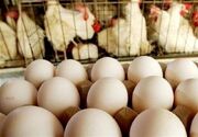 مرغداران تخم‌گذار 58.8 میلیارد تومان بدهی خود را به دولت نپرداختند