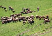 آیا واگذاری طرح‌های مرتعداری می‌تواند مانع مرگ تدریجی مراتع شود؟