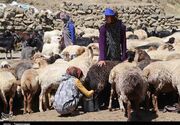 دامداران متهم آلودگی نیستند؛ امنیت غذایی مدیون تولیدکنندگان است