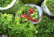 کاهش 40درصدی تولید محصولات صیفی در نطنز/لزوم بازنگری در الگوی کشت