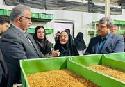 کسب‌وکاری متفاوت زنان در سیستان؛ ‌میل‌ورم اقتصاد را تکان داد