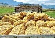 صادرات 4 هزار تن سیب‌زمینی از گلستان به قزاقستان