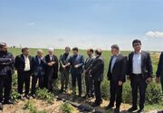 90 درصد مزارع سیب زمینی اردبیل تحت پوشش آبیاری نوین