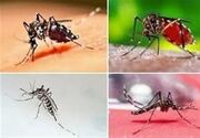 هشدار جدی درباره تب دنگی؛ پشه آئدس کجا پنهان می‌شود؟