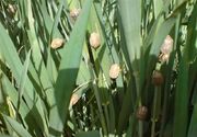 مبارزه با سن مضر غلات در 720 هزار هکتار اراضی کردستان