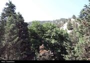فاجعه در ‌جنگل‌های هیرکانی/ درختان 1200 ساله خشک شدند!