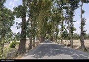 قاچاقچی چوب در خراسان جنوبی به احیای 25 هکتار جنگل محکوم شد