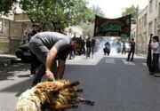 نظارت بهداشتی و شرعی 77 گروه بر ذبح قربانی در روزهای تاسوعا و عاشورا