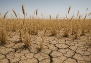 خراسان رضوی در مسیر خودکفایی؛تولید 5 میلیون تن محصول و رشد برداشت گندم