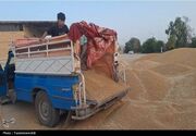 خرید تضمینی گندم در 18 مرکز خرید استان چهارمحال و بختیاری