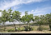 احیای کمربند سبز 1200 هکتاری اهواز/کاشت نهال در 850 هکتار