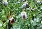 برخورد قضایی با کشت‌کنندگان گیاهان ممنوعه در لرستان