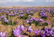 صادرات فله‌ای و تحریم‌ها، زعفران ایران را از جایگاه واقعی خود دور کرد