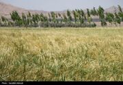 واریز 12.2 همت در 4 روز؛ افزایش شتاب تسویه با گندم‌کاران