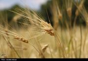 خرید تضمینی 350هزار تن گندم در اردبیل