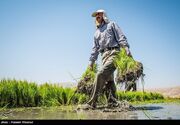 نسخه خراسان شمالی برای عبور از بحران آب؛ حذف کشت برنج و توسعه گلخانه‌ها